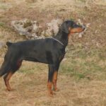 ggpr 35 falkenest daniela 6,5m