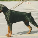 ggpr 35 falkenest dex 11m1