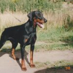 ggpr 35 falkenest dex 11m2