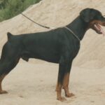 ggpr 35 falkenest dex 19m
