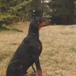 ggpr 35 falkenest dex 6,5m
