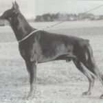 ggpr 48 xanto von tegernbach 4y