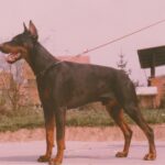 ggpr 54 rexrod 1y1