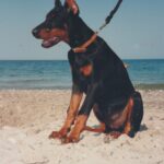 ggpr 56 ulka z padoku 3m1
