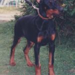 ggpr 56 ulka z padoku 3m2