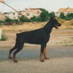 ggpr 56 unita z padoku 15m