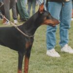 ggpr 76 nefarius gleudia 6m