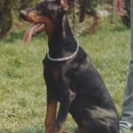 ggpr 76 nefarius goran 5m