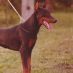 ggpr 76 nefarius greti 6m