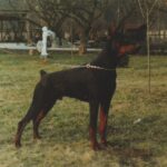 ggpr 76 nefarius guido 11m