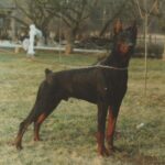 ggpr 76 nefarius guido 11m1