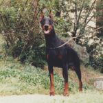 ggpr 83 gipsy de mingoval 15m