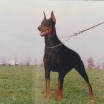 ggpr 83 gipsy de mingoval 20m2