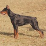ggpr 84 lana royal bell 12m2