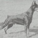 ggpr 84 lobo royal bell 1