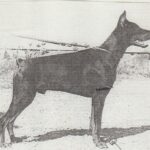 ggpr 84 lobo royal bell 15m