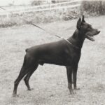 ggpr 84 lobo royal bell 19m