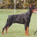ggpr 84 lobo royal bell 3