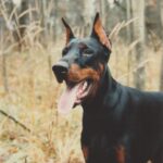 ggpr 84 lobo royal bell 9m1