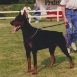 ggpr 84 lord royal bell 17m