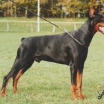 ggpr 84 lord royal bell 3y
