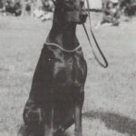 ggpr 84 lord royal bell idc v ce sg 92