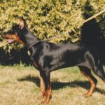 ggpr 90 goldi guido vom raeuberstolz 4m