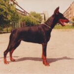 ggpr 99 zuela z padoku 10m