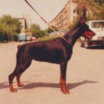 ggpr 99 zuela z padoku 10m1