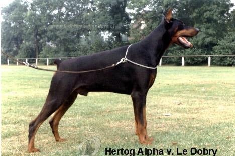 hertog alpha van le dobry2