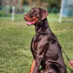 ronaldo 12m4