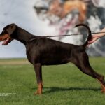 telma giota 14m1