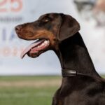 telma giota 14m4