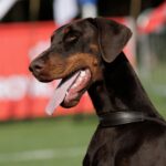 telma giota 14m5