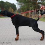 xzibit 5,5m1