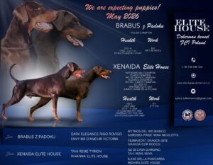 banner litter e small